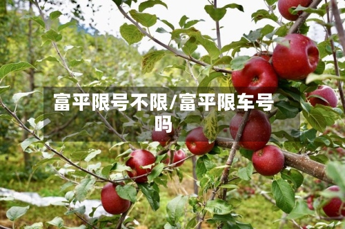 富平限号不限/富平限车号吗