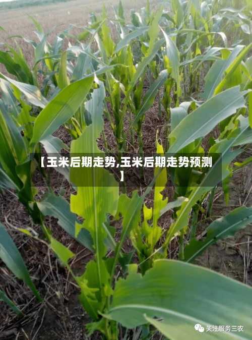 【玉米后期走势,玉米后期走势预测】