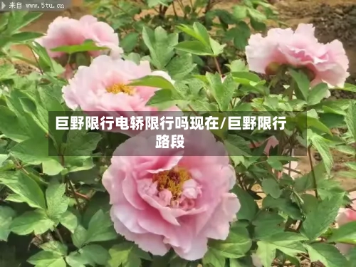 巨野限行电轿限行吗现在/巨野限行路段