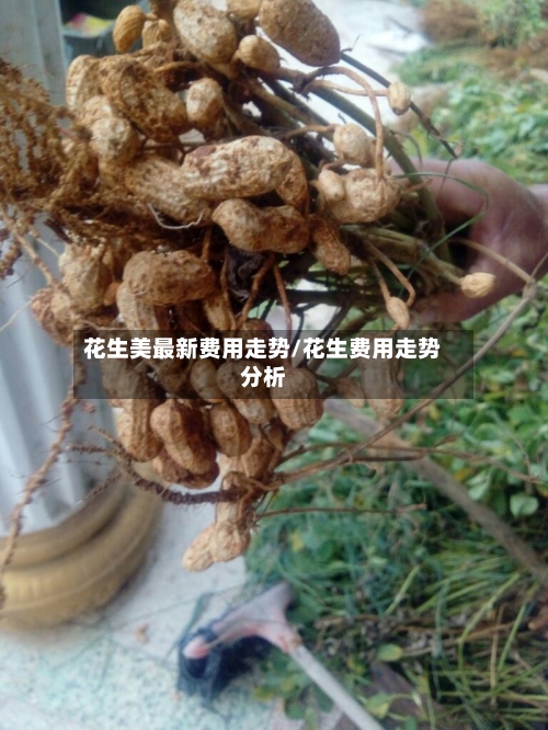 花生美最新费用走势/花生费用走势分析