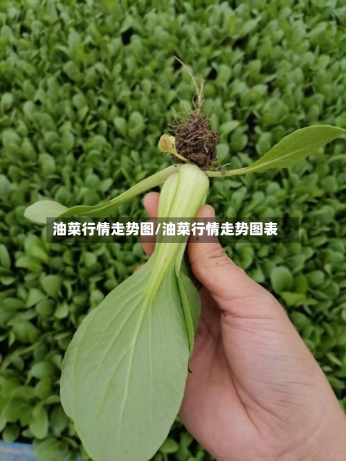 油菜行情走势图/油菜行情走势图表